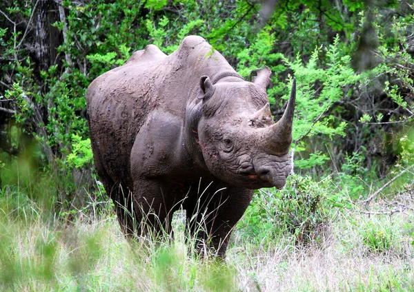 Rinoceronte negro 2 — Fotografia de Stock