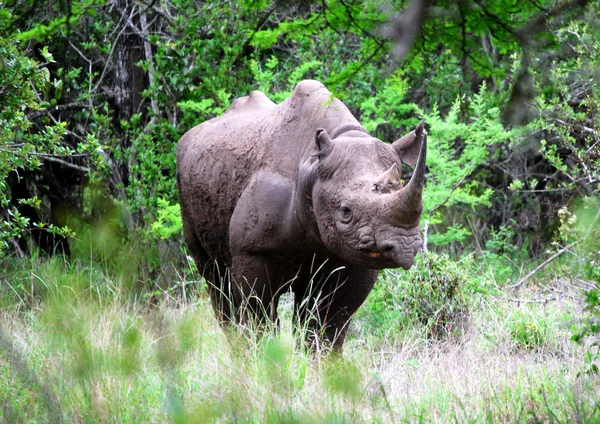 Siyah rhino bull — Stok fotoğraf