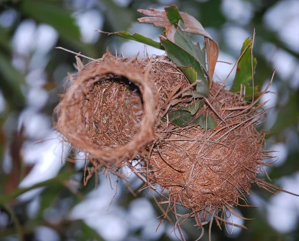 Гнездо ткачей Лицензионные Стоковые Фото