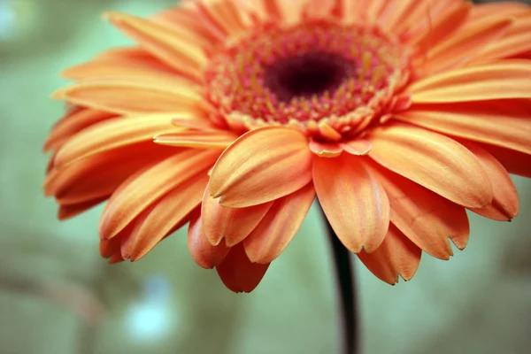 stock image Gerbera flower