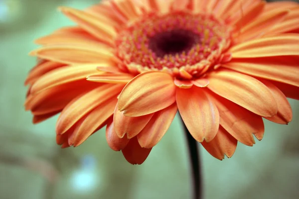 Flor de gerbera — Fotografia de Stock
