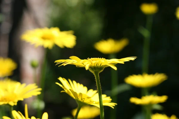 stock image Happy flower background