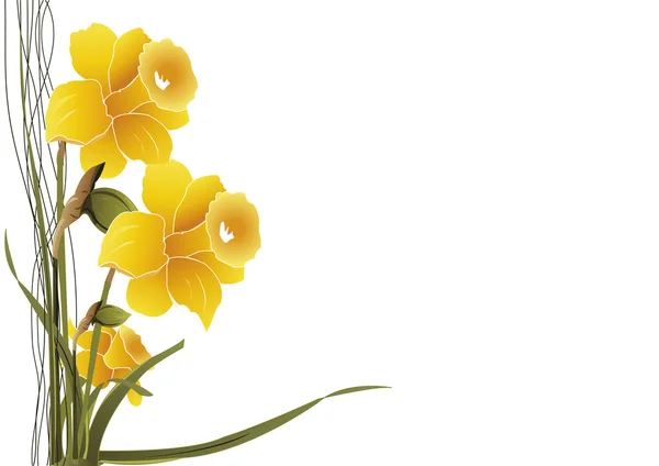 Fundo daffodil — Fotografia de Stock