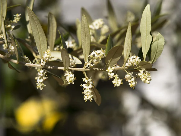 stock image Olive tree