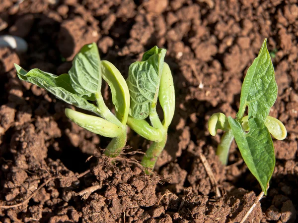 Проростання насіння квасолі — стокове фото