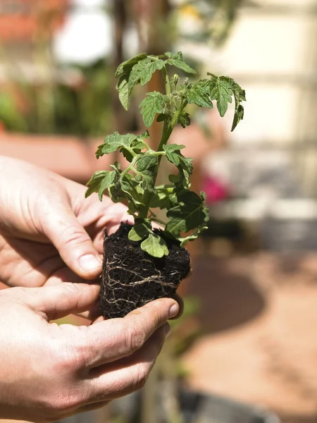 Plantering tomat — Stockfoto