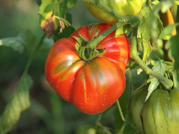 Внутрішні томатний — стокове фото