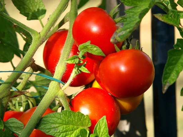 Tomaten op de tak Stockfoto