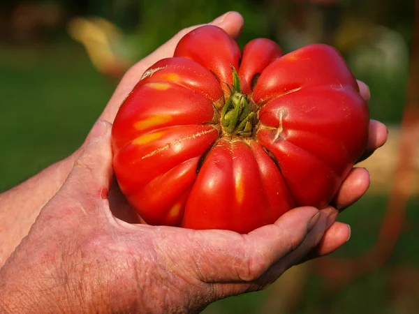Tomate domestique — Photo