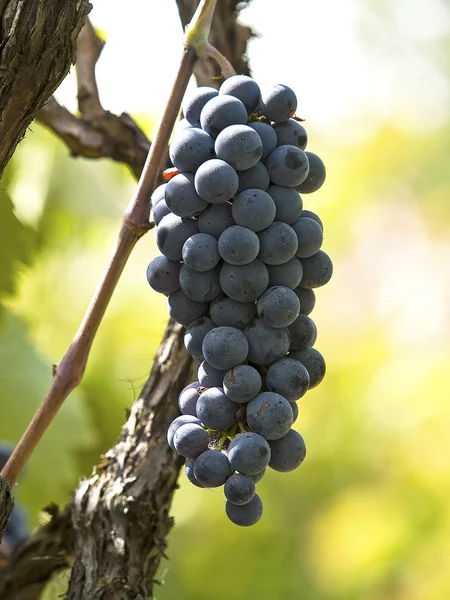 stock image Grapes