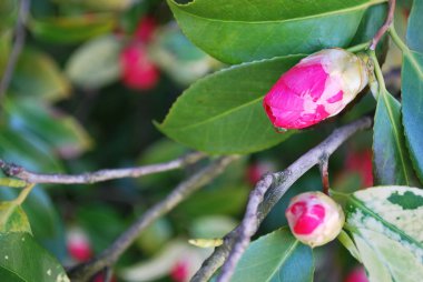 kamelya bud