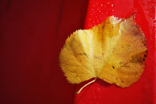 Herfstblad op rode achtergrond — Stockfoto