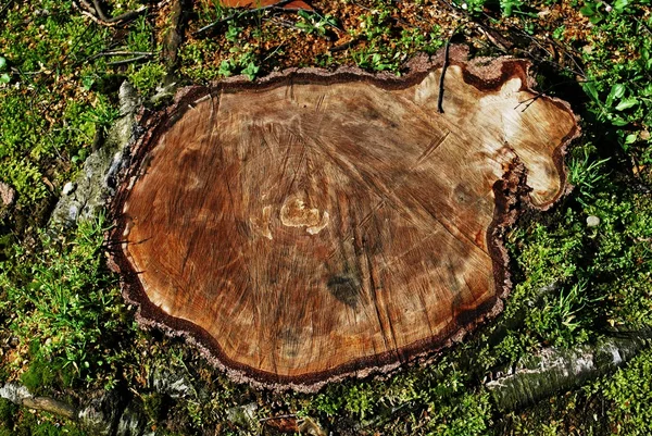 Pahýl stromu v trávě — Stock fotografie