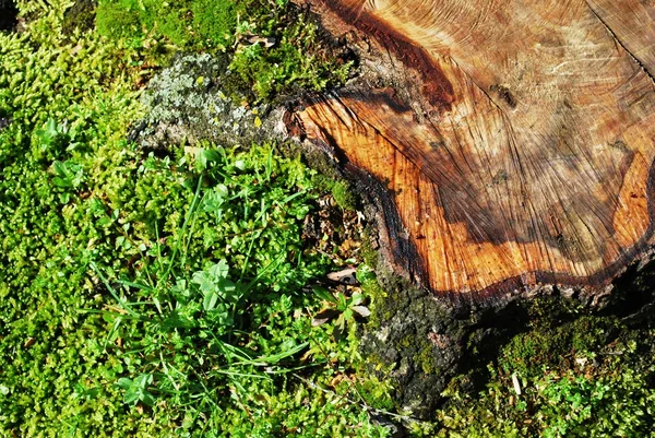 Stub d'arbre dans l'herbe — Photo