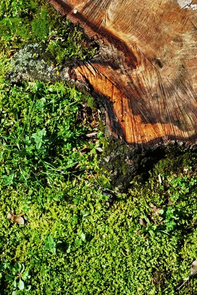 Træstub i græsset - Stock-foto