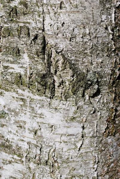 Bark background — Stock Photo, Image