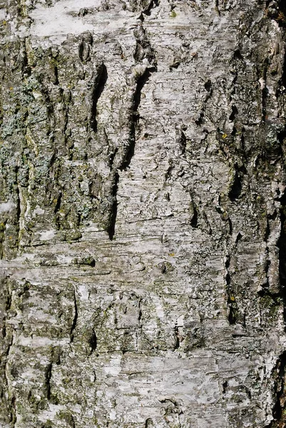 树皮背景 — 图库照片