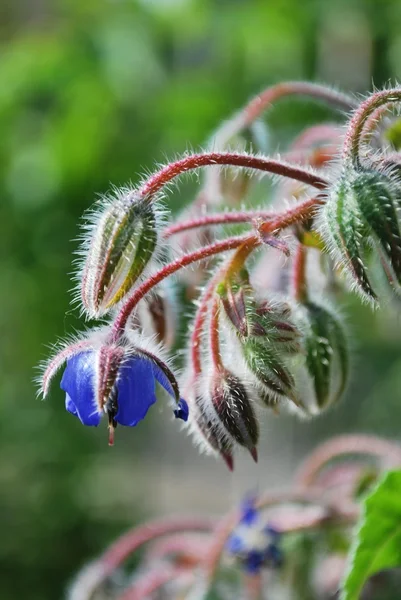 Borage blue flower — Stock Photo, Image