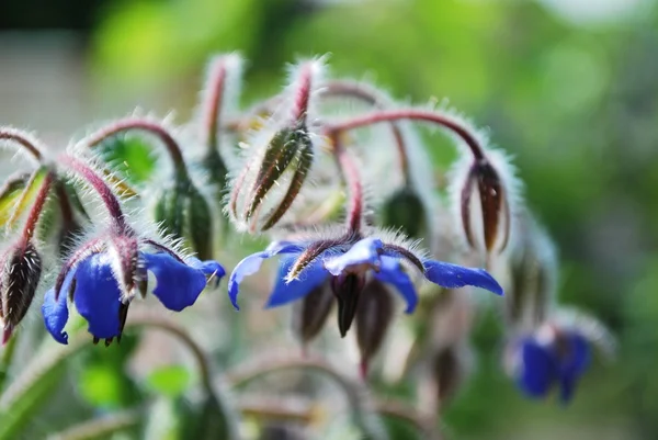Brutnák modrý květ — Stock fotografie