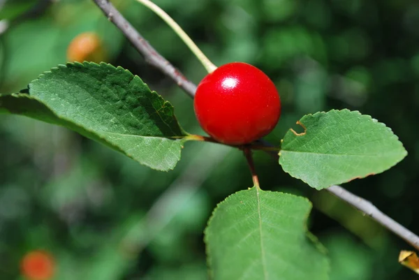 stock image Cherry on the tree