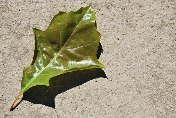 Herfstblad op de grond — Stockfoto