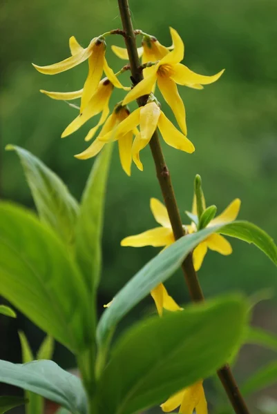 Forsythia flowers — Stock Photo, Image