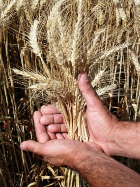 Man's hands and wheat ears clipart