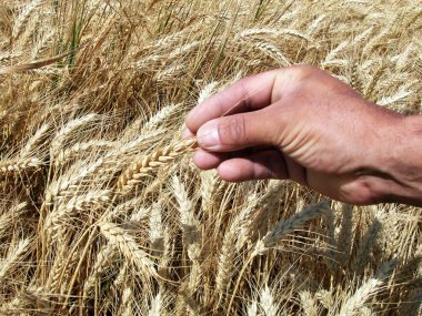 Manr's hands holding wheat ears clipart