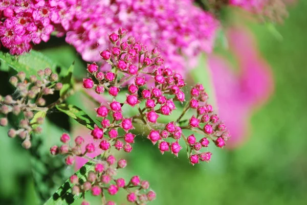 Маленькі рожеві квіти — стокове фото
