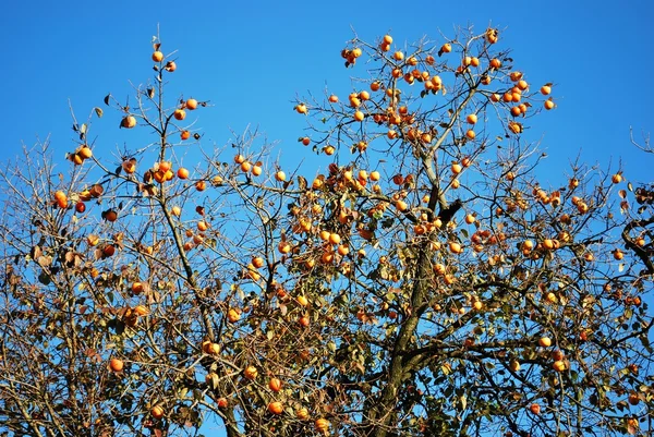 stock image Persimmon tree