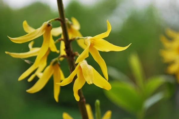 Forsythia flores — Fotografia de Stock