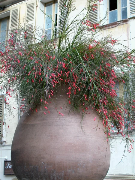 赤い花の装飾的な花瓶 — ストック写真