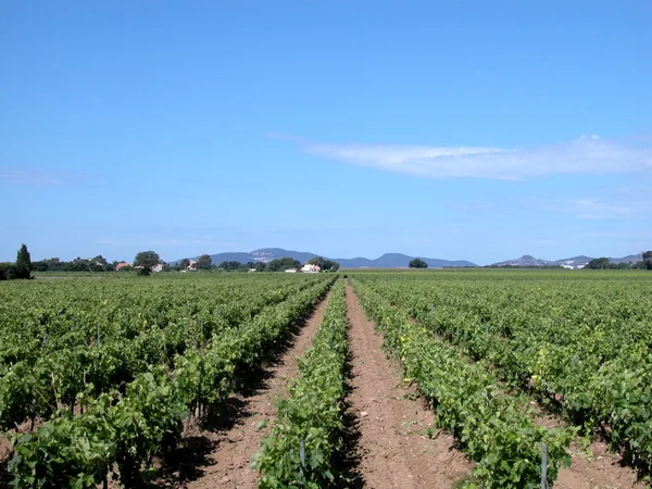 Paisagem rural com vinhas — Fotografia de Stock
