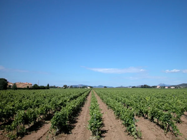 Виноградники, Франция — стоковое фото