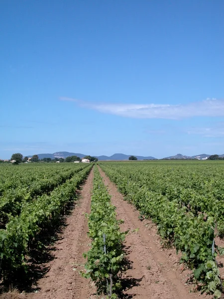 Paisagem rural com vinhas — Fotografia de Stock