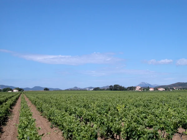 Wijngaarden, Frankrijk — Stockfoto