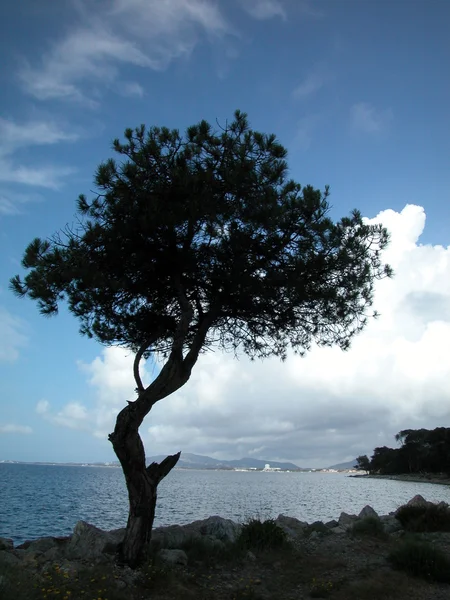 Albero solitario vicino al mare — Foto Stock