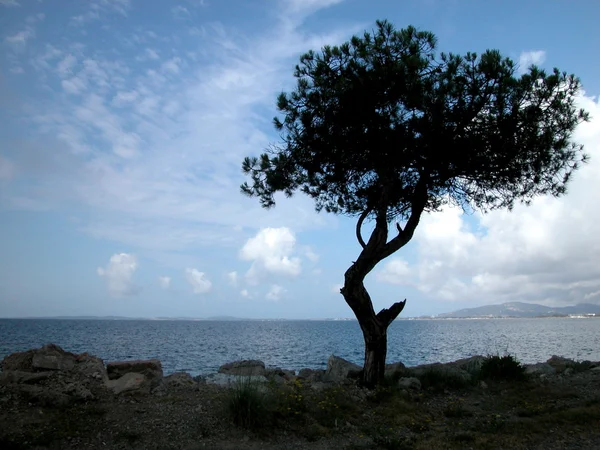 Одинокое дерево у моря — стоковое фото