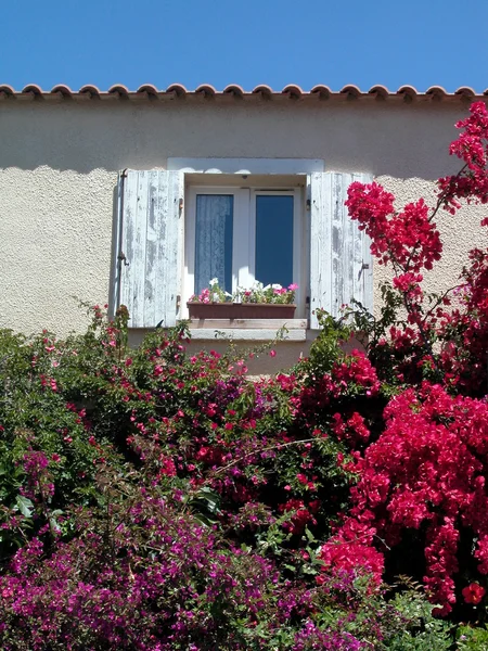 Okno a květiny — Stock fotografie