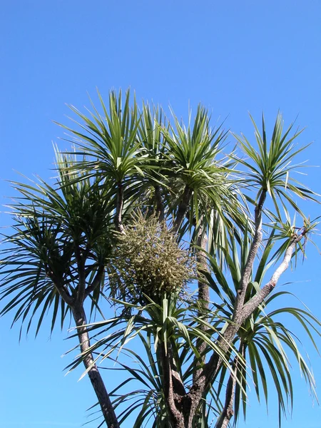 stock image Palm foliage