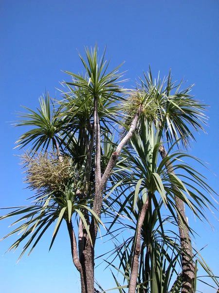 stock image Palm foliage