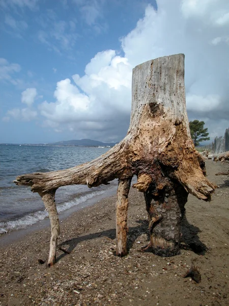 stock image Bole of a dead tree