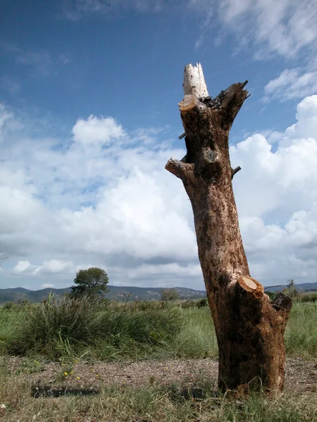 Obra de un árbol muerto — Foto de Stock