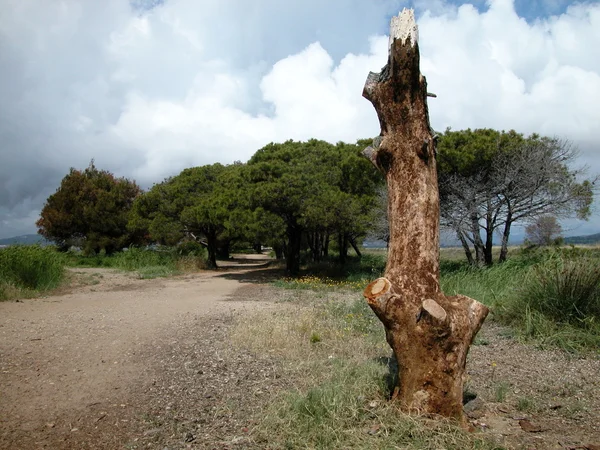 Stam van een dode boom — Stockfoto