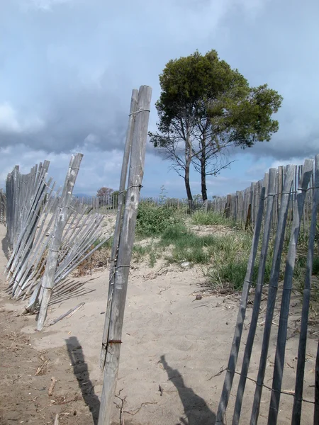 Yalnız ağaç ve eski ahşap çit — Stok fotoğraf