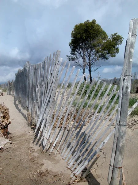 Albero solitario e recinzione sulla spiaggia — Foto Stock