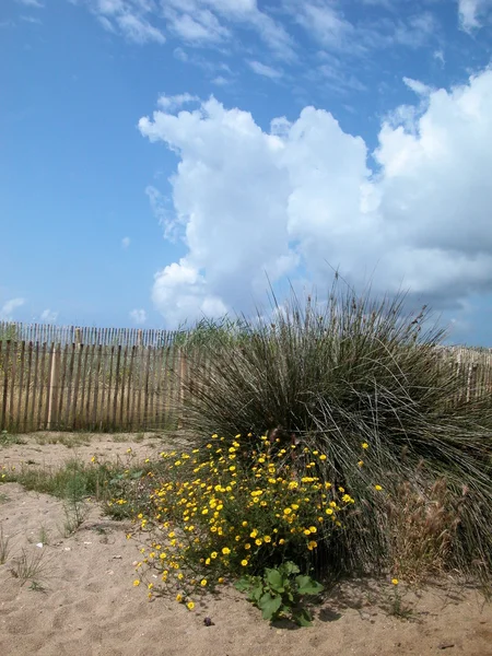 Bir sahilde ahşap çit — Stok fotoğraf