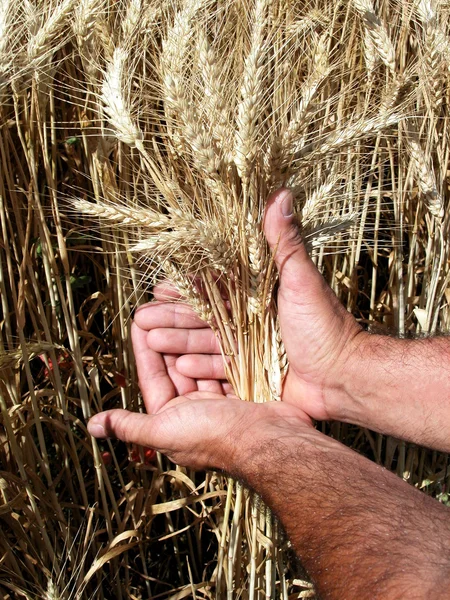 Manr w ręce trzyma kłosy pszenicy — Zdjęcie stockowe