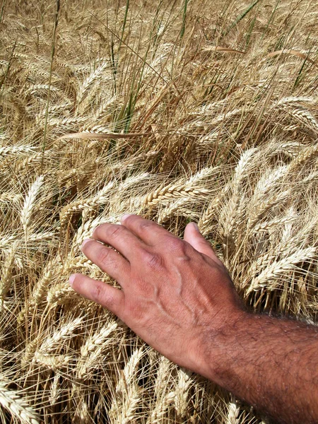 Człowiek w ręce i pszenica uszy — Zdjęcie stockowe