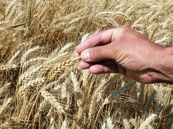 Manrs Hände halten Weizenähren — Stockfoto